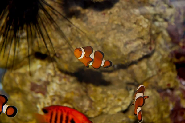 Ocellaris Clownfish — Fotografie, imagine de stoc