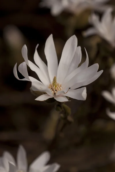 stock image Flowers