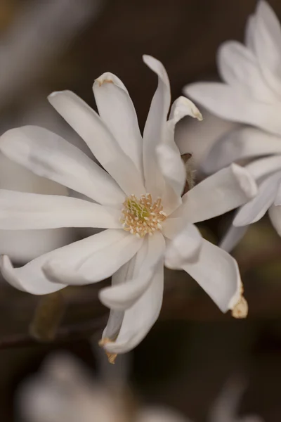 stock image Flowers