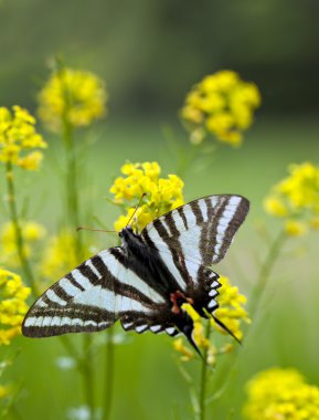 Zebra Swallowtail Butterfly clipart