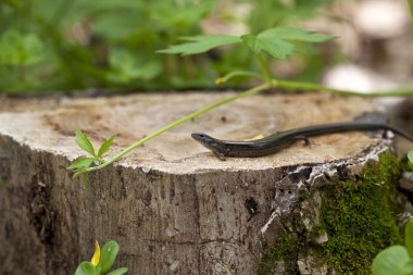 Five Lined Skink clipart