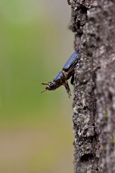 Jerusalem-Käfer auf Baum — Stockfoto