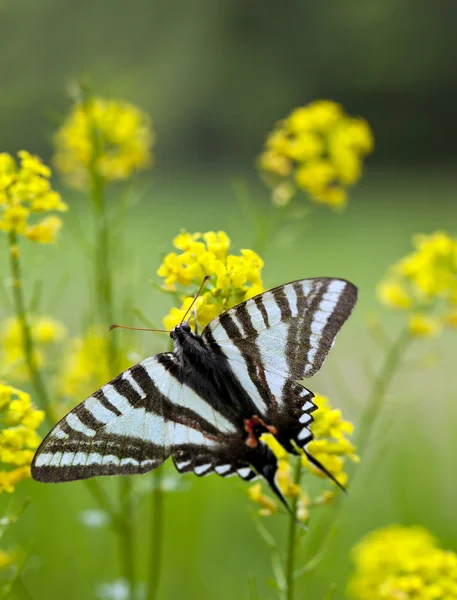 Zebra swallowtail butterfly — Stockfoto