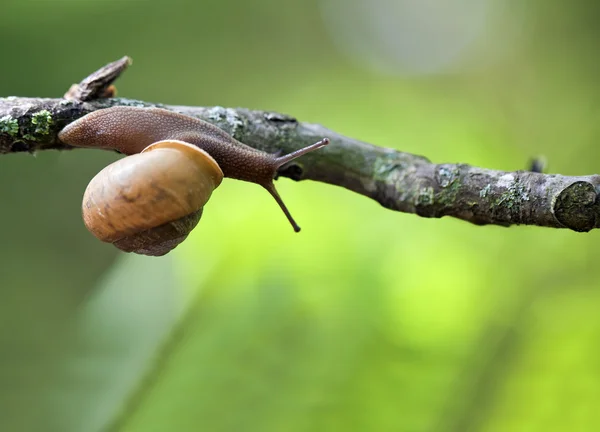 stock image Snail on tree limb