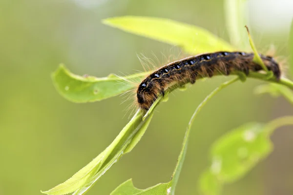 Östliche Zeltraupe — Stockfoto