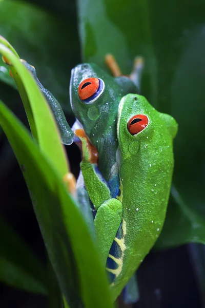 Apareamiento rojo ojos ranas arborícolas — Foto de Stock