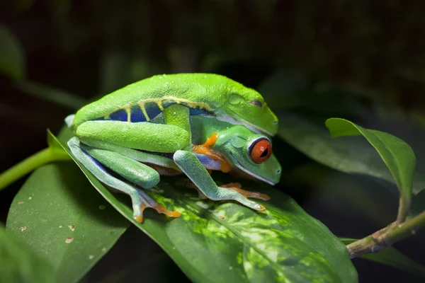 Çiftleşme kırmızı gözlü ağaç kurbağaları — Stok fotoğraf
