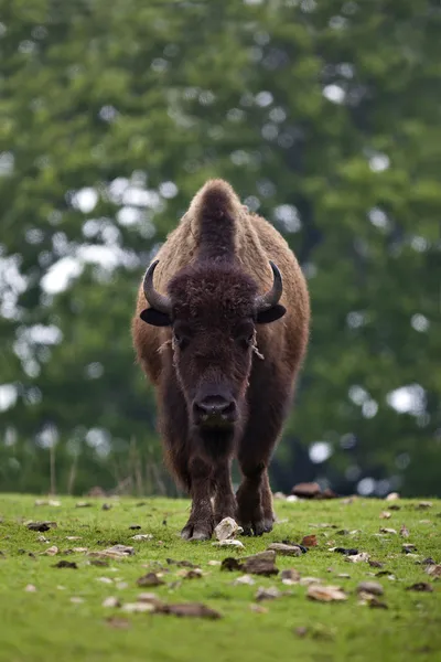 Amerikaanse bizon — Stockfoto