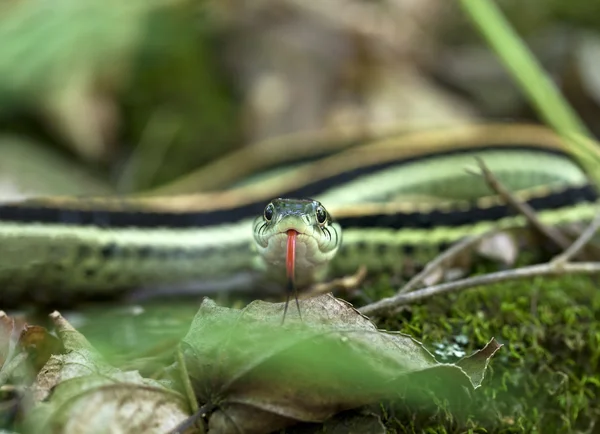 Serpiente liguero — Foto de Stock
