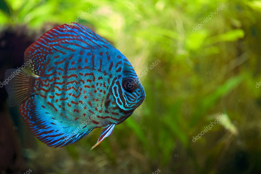 green discus fish