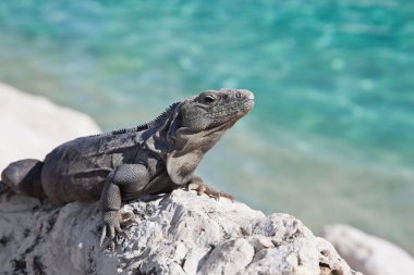 Iguana