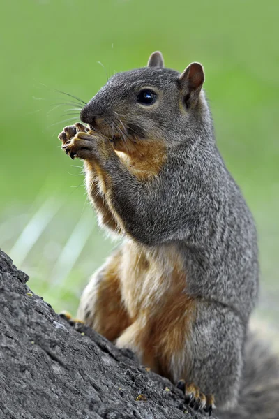 Eastern Fox Squirrel — Stock Photo, Image