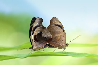 Mating Butterflies clipart