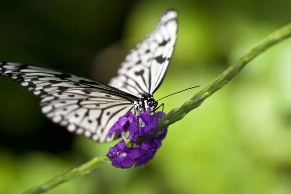 Бумажная бабочка — стоковое фото