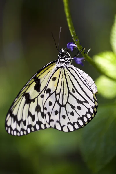 Papírový drak motýl — Stock fotografie