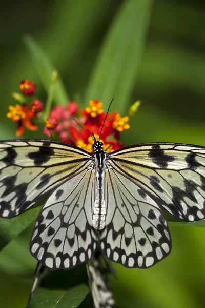 Kağıt uçurtma kelebek — Stok fotoğraf