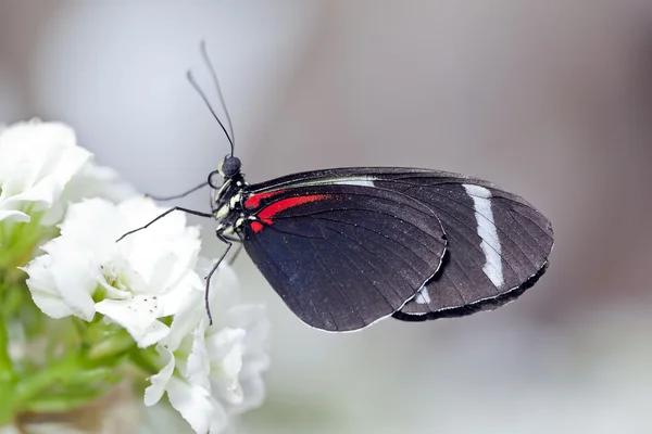 Бабочка, Сара Лонгвинг — стоковое фото