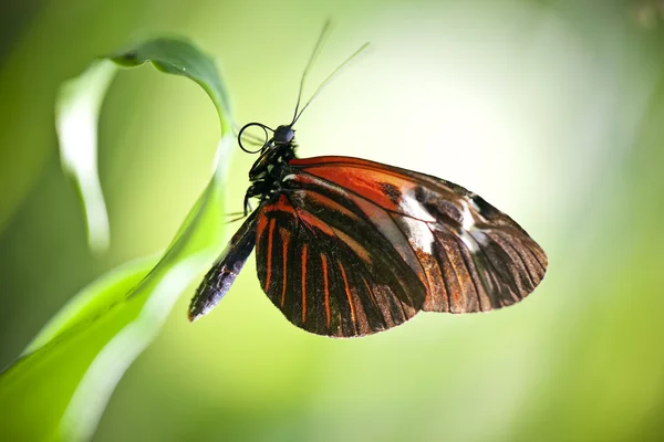 Маленькая бабочка почтальона — стоковое фото