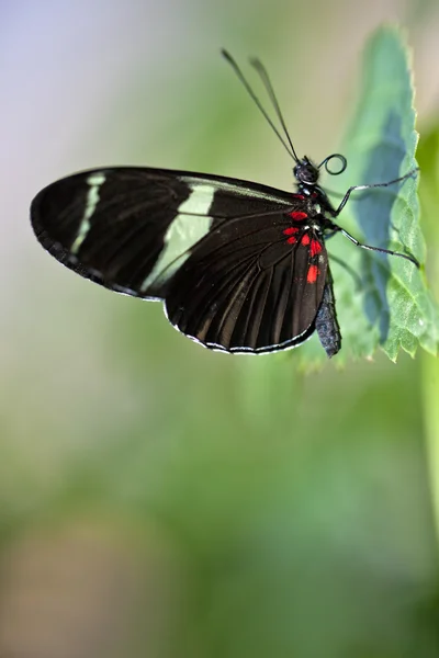 Sara longwing motyl — Zdjęcie stockowe