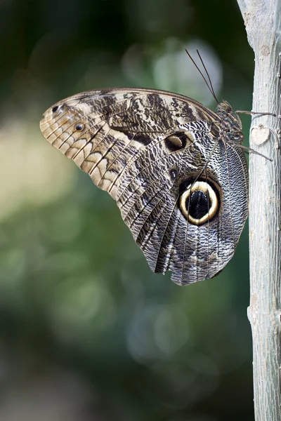フクロウ蝶 — ストック写真