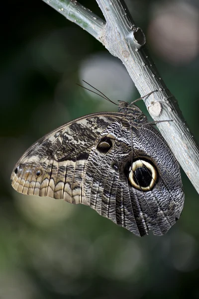 Búho mariposa —  Fotos de Stock