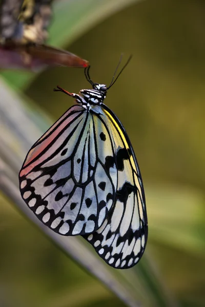 Barevný motýl — Stock fotografie