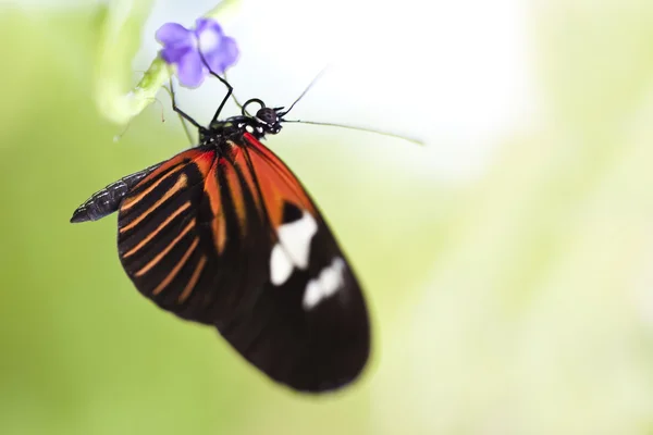 Pequeno carteiro borboleta — Fotografia de Stock