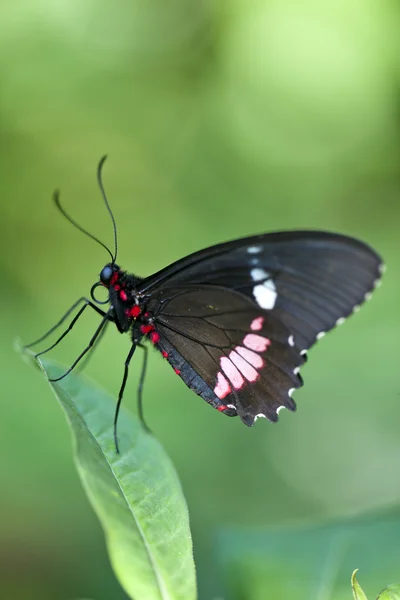 中美洲 cattleheart 蝴蝶 — 图库照片