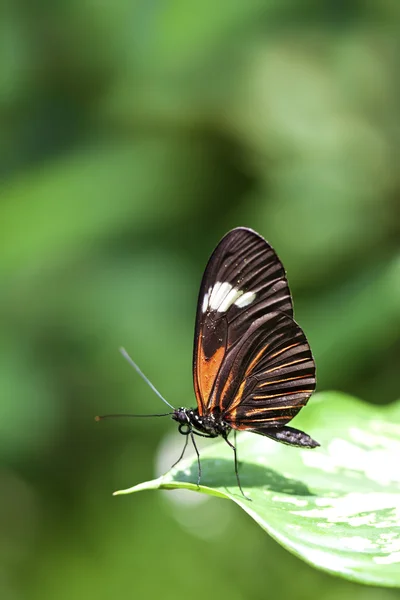 Motýl malý pošťák — Stock fotografie