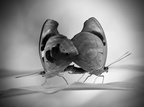 Apareamiento mariposas — Foto de Stock