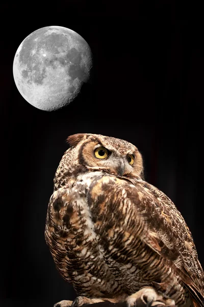 stock image Great Horned Owl