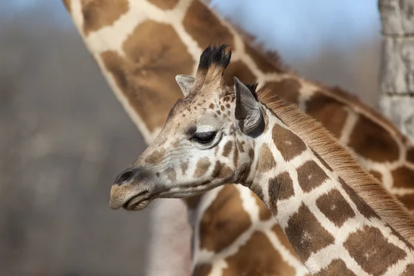 Giraffa bambino — Foto Stock