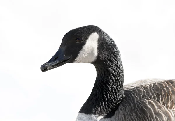 Canada Goose — Stock Photo, Image