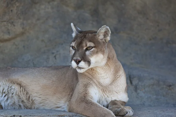 León de montaña — Foto de Stock