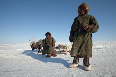 nenets nad oğlu geyikler yakın dostum