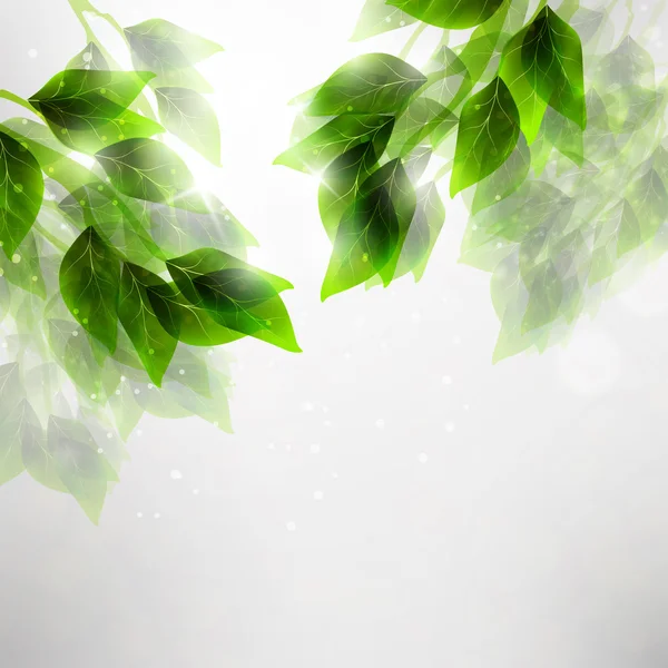 美しい緑の葉 — ストックベクタ