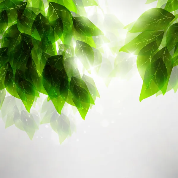 Belle foglie verdi — Vettoriale Stock
