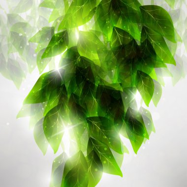 Beautiful green leaves clipart