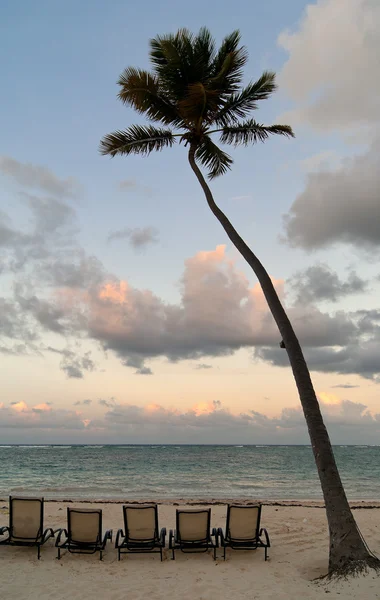 Крісла під пальмою на пляжі на заході сонця Стокове Зображення