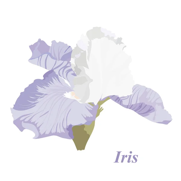 Iris délicat — Image vectorielle