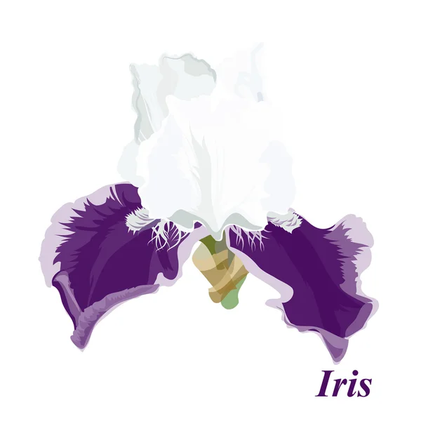 Iris de luxe — Image vectorielle