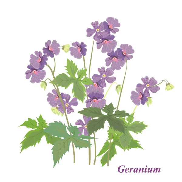 Krzew geranium — Wektor stockowy