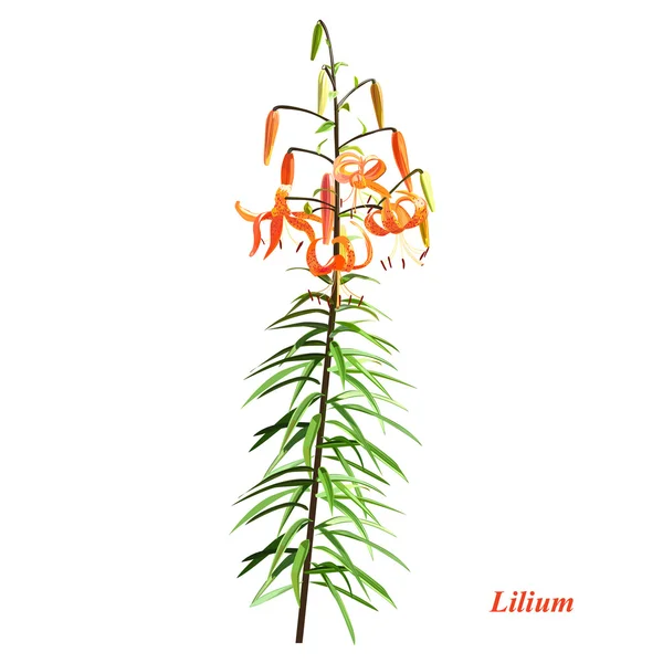Le lilium unique — Image vectorielle