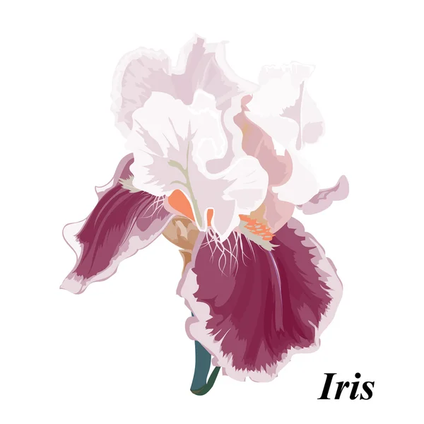 Beautiful Iris Stock Vector