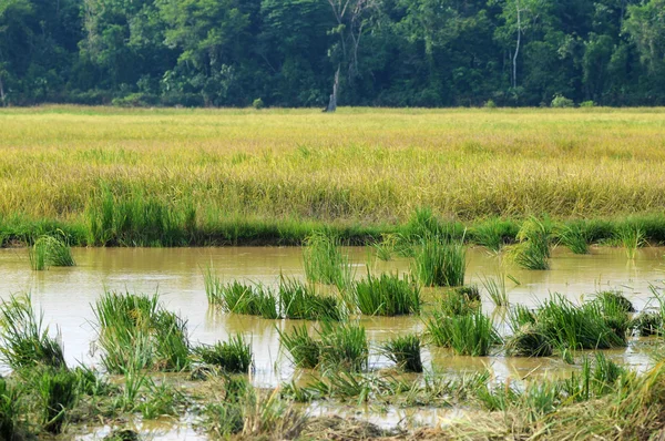 Campo de arrozal limpo isolado campo de arrozal amadurecimento — Fotografia de Stock