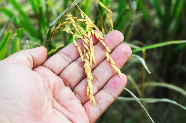 Gros plan riz paddy mûr à portée de main — Photo
