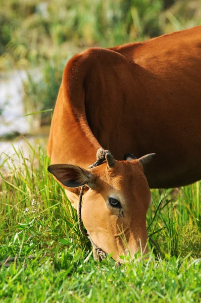 Vache manger de l'herbe avec une corde sur le cou — Photo