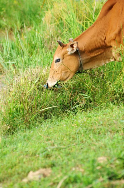 Vaca comer grama — Fotografia de Stock