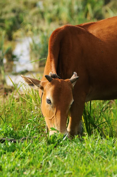 Vache manger de l'herbe avec une corde sur le cou — Photo