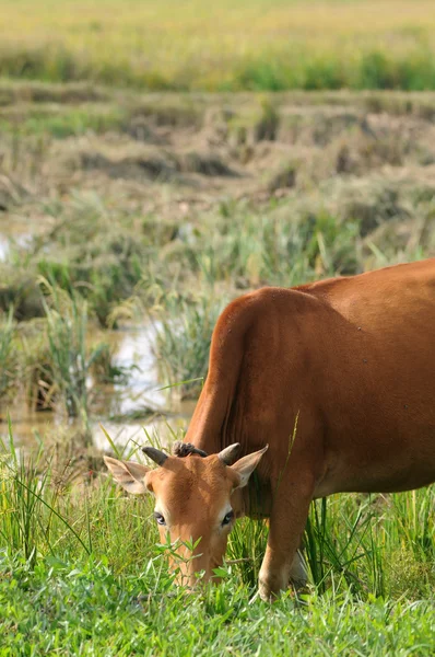 Mucca mangiare erba con corda sul collo — Foto Stock